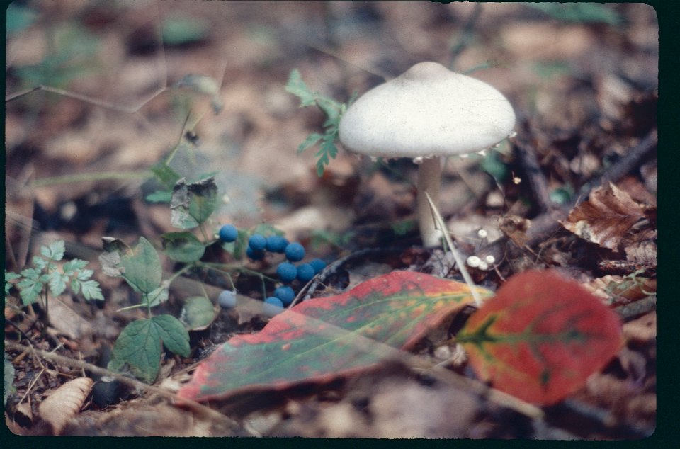 Mushroom 1975